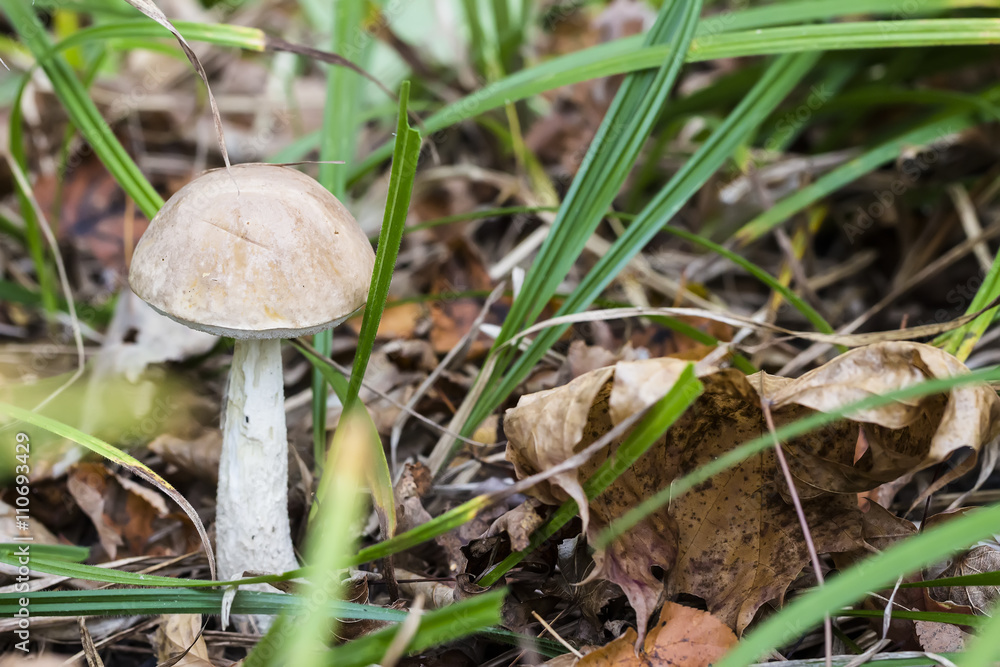Mushroom - Boletus edulis close up in autumn forest Mushroom - Boletus edulis close up in autumn forest