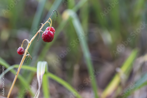 Branch with red berries macro