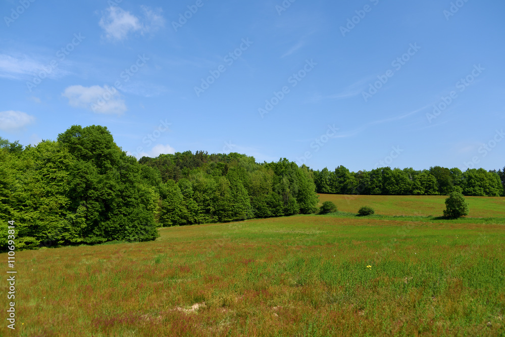 Meadow and forests in Kokorin area