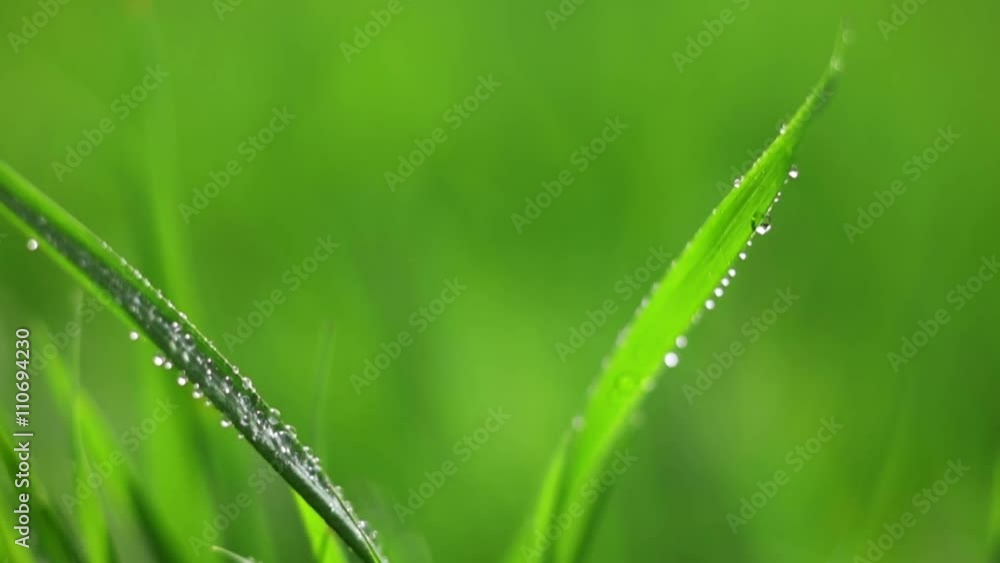 water drops on grass 