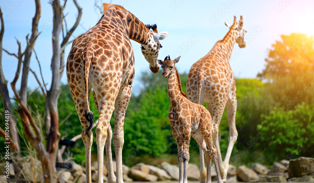 Fototapeta premium Family of giraffes