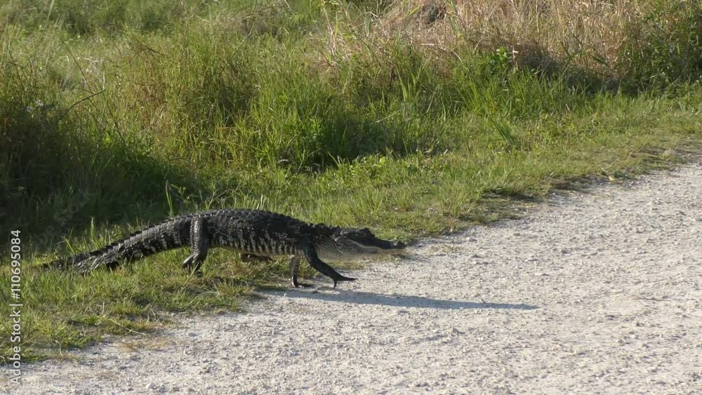 Wild Florida Alligator Crossing a Path Wild Florida Alligator Crossing a Path