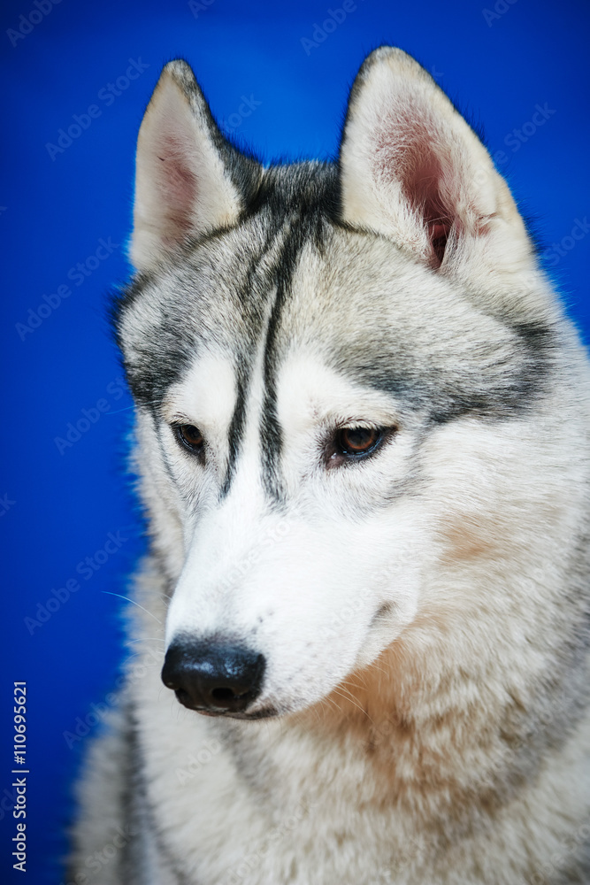 Siberian husky  dog