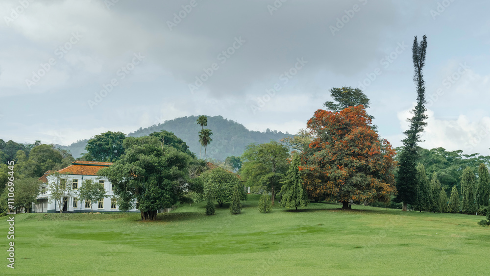 Naklejka premium Tropical trees in the Garden of Peradeniya. Sri Lanka