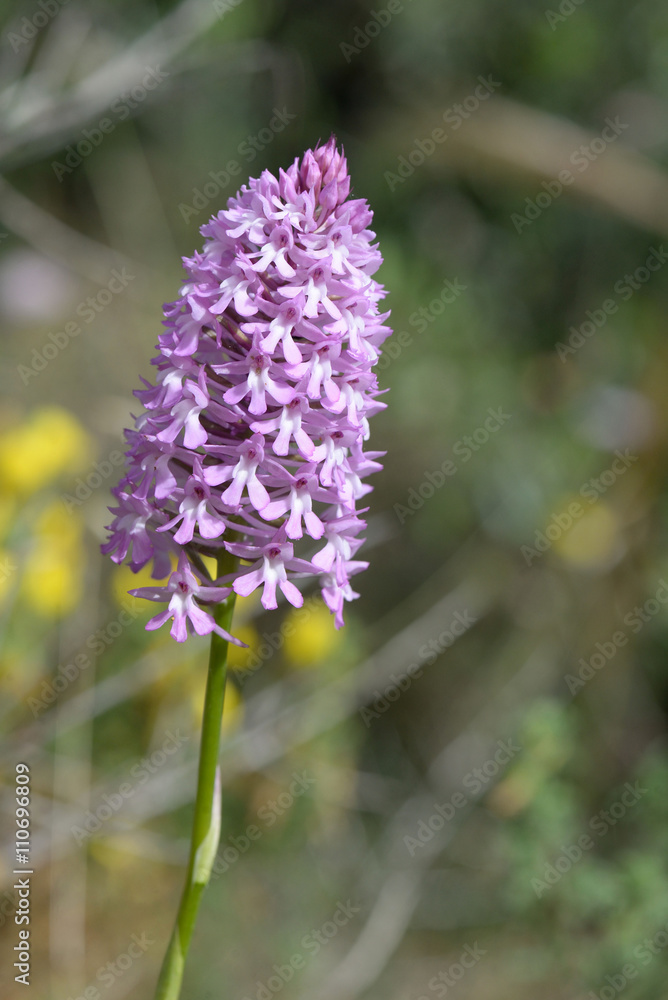 Fototapeta premium Orquídea piramidal