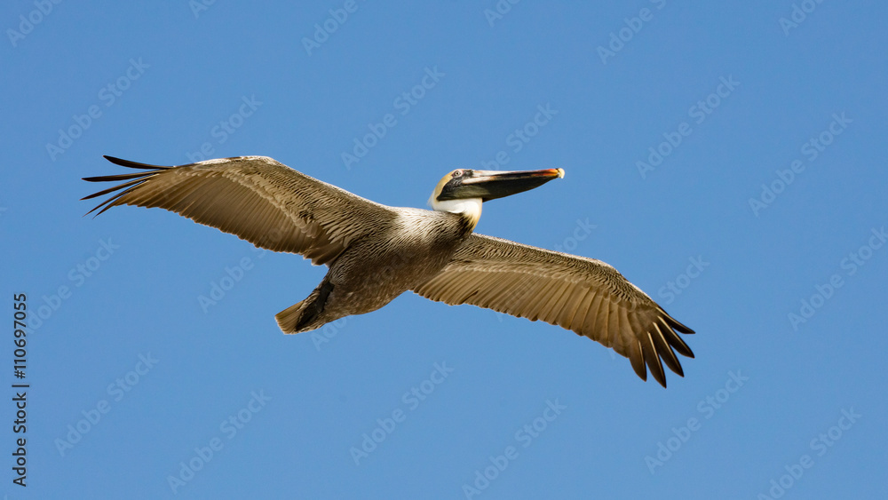 Fototapeta premium Pelican flying against blue sky, Forida