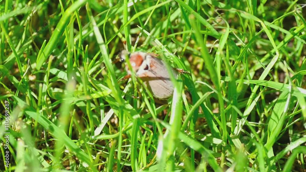 May-bug beetle in grass May-bug beetle in grass