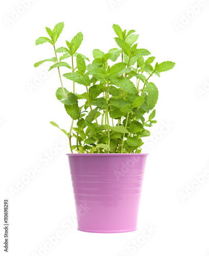 fresh growing mint plants