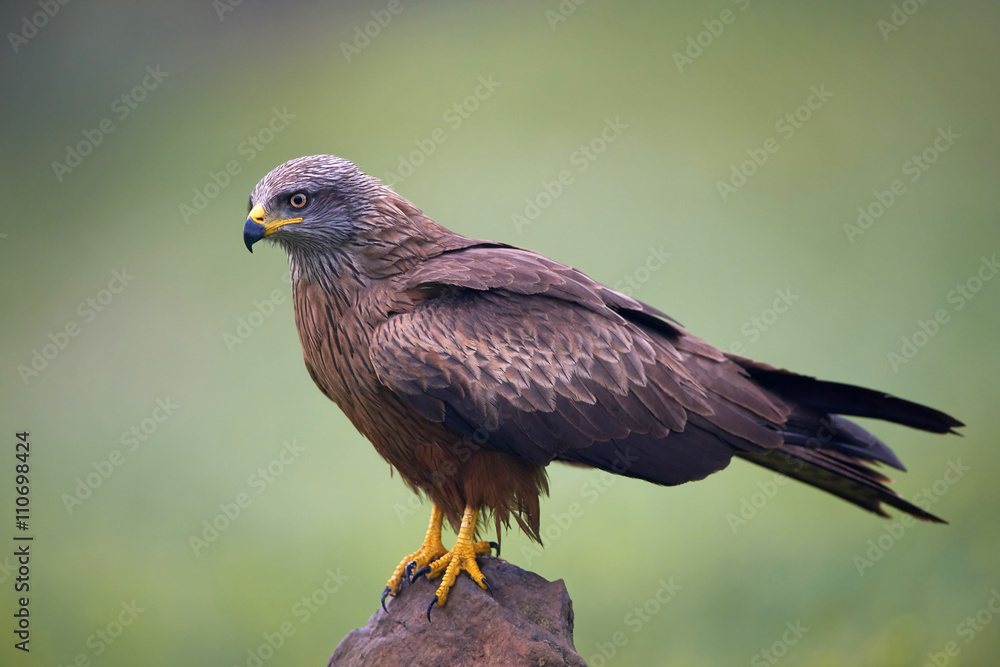 Obraz premium Black kite (Milvus migrans)