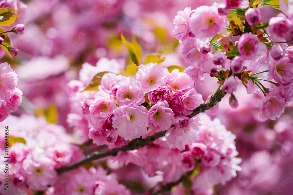 Pink flowers in blossom Pink flowers in blossom