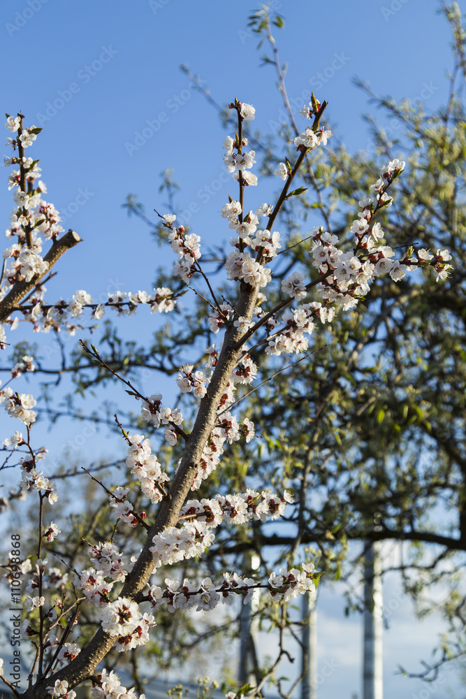 Blooming wild apricot in the garden Blooming wild apricot in the garden