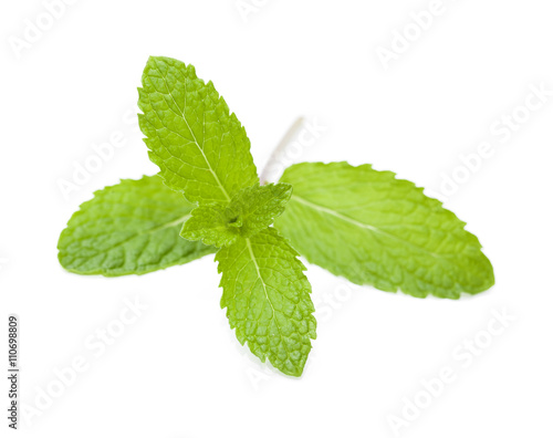 sprigs of mint isolated
