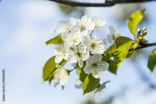 Spring blooming cherry flowers branch