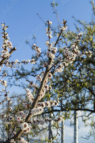 Blooming wild apricot in the garden