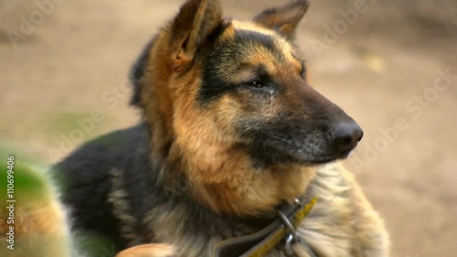 SUPER 35MM CAMERA - German Shepard scratching
