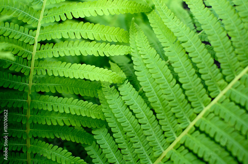Green Fern Leaves in the Garden