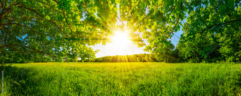 Łąka otaczająca drzewami w świetle słonecznym <span>plik: #110701491 | autor: Günter Albers</span>