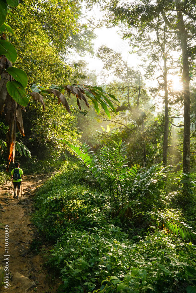 Naklejka premium Hiking in a tropical forest