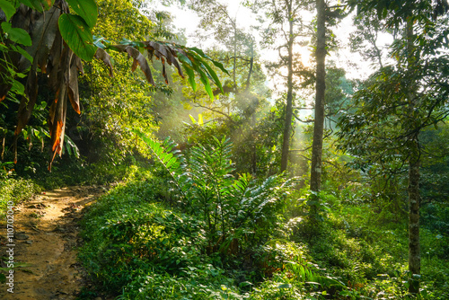 Obraz na płótnie Hiking in a tropical forest