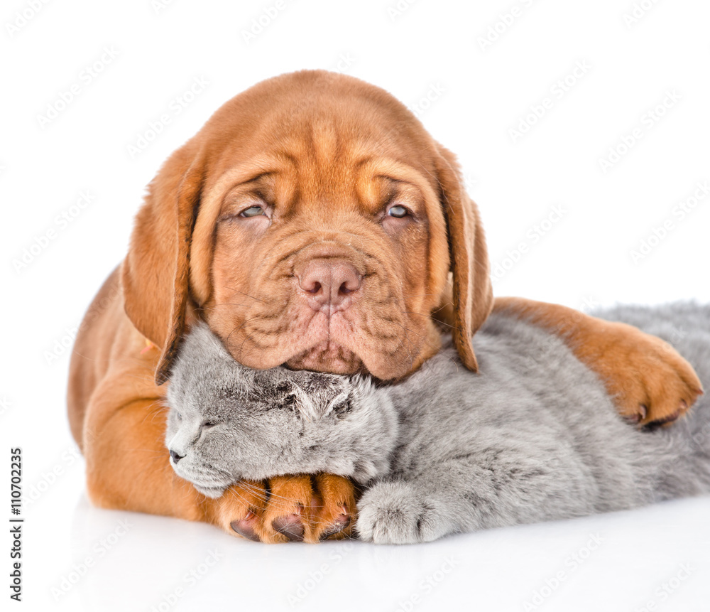 Sad Bordeaux puppy hugs sleeping cat. isolated on white backgrou