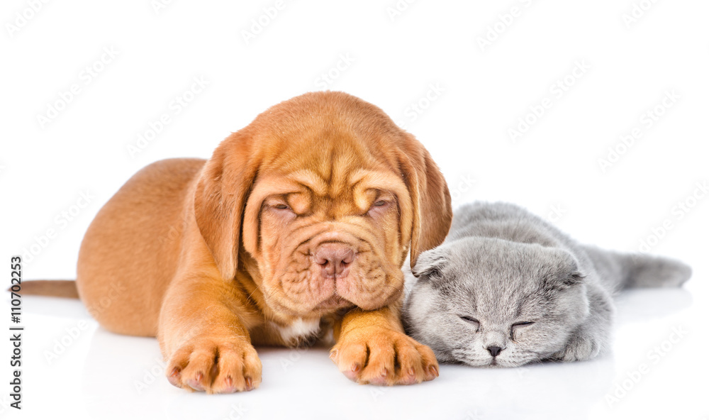 Bordeaux puppy lying with a sleeping gray cat. isolated on white