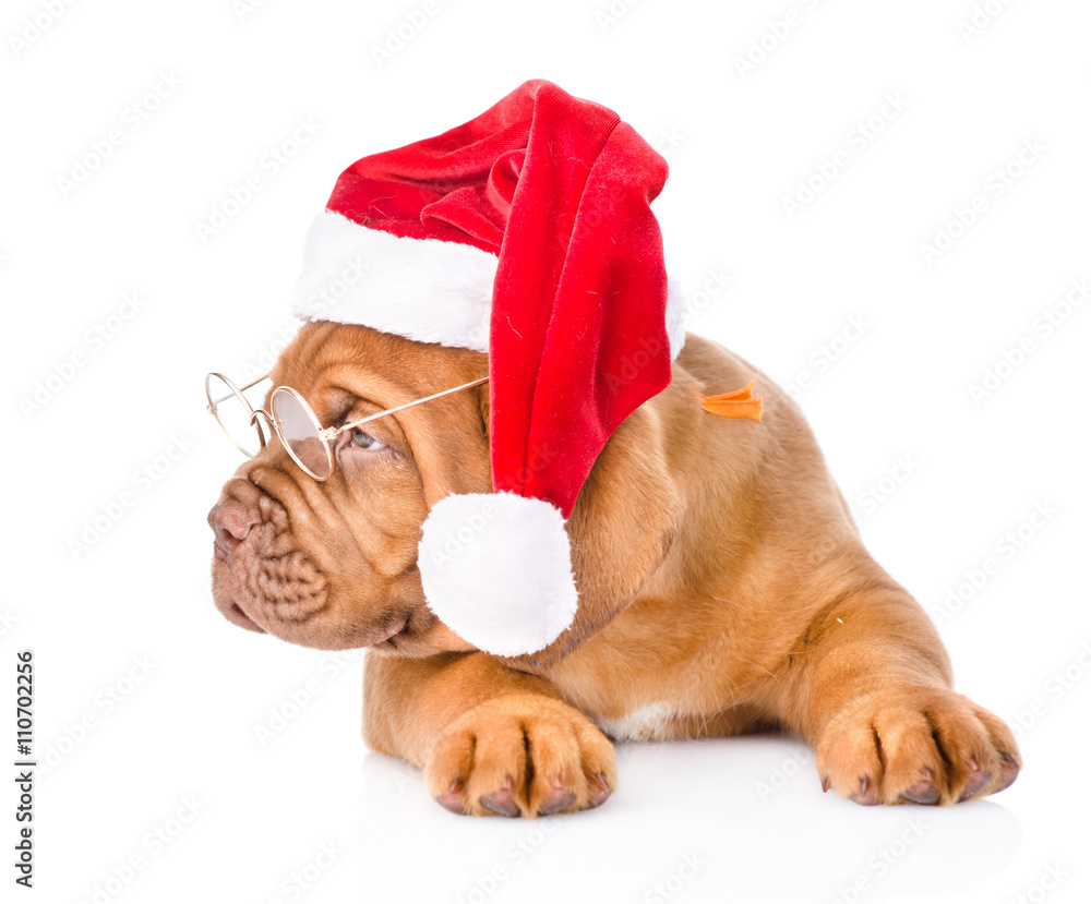 Bordeaux puppy with glasses and red santa hat. isolated on white Bordeaux puppy with glasses and red santa hat. isolated on white