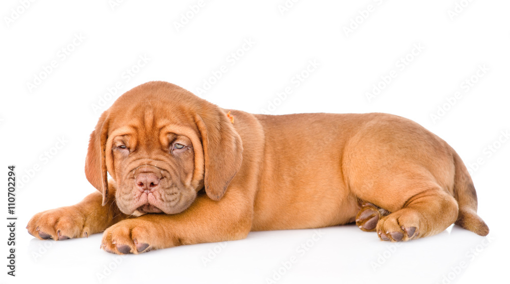 Sad Bordeaux puppy lying. isolated on white background