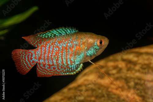 Dwarf gourami (Trichogaster lalius)