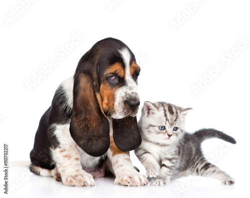 Basset hound puppy sitting with tabby kitten. isolated on white