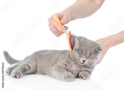 Obraz na plátně care for cat hair. isolated on white background