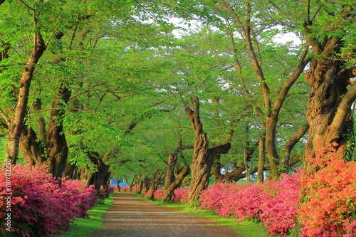 新緑の北上展勝地