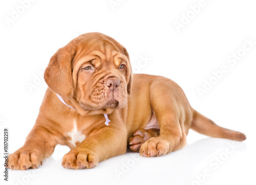 portrait of lying Bordeaux puppy dog. isolated on white backgrou