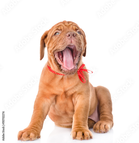 Yawning Bordeaux puppy. isolated on white background