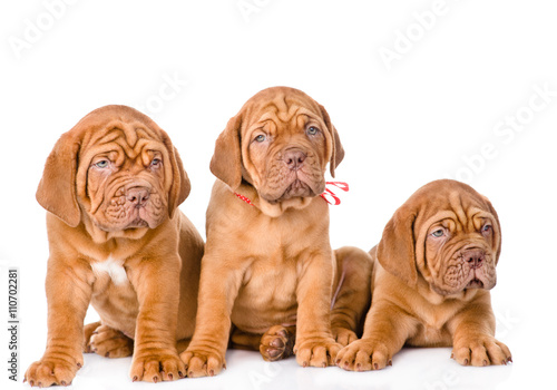 Group Bordeaux puppy dog  in front view. isolated on white backg