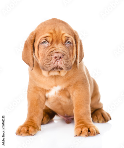 Portrait of a Bordeaux puppy sitting in front view. isolated on
