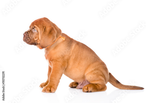 Portrait of a Bordeaux puppy dog in profile. isolated on white b