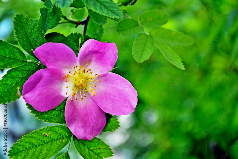 Fototapeta premium Landscape, flower rosehip