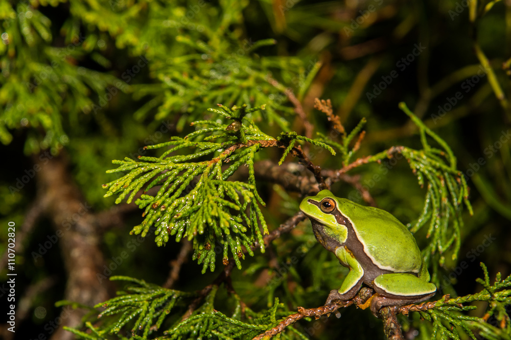 Fototapeta premium Pine Barrens Treefrog
