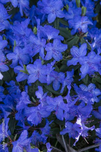Rhododendron flower. Plant in a public park in Glasgow, Scotland, United Kingdom