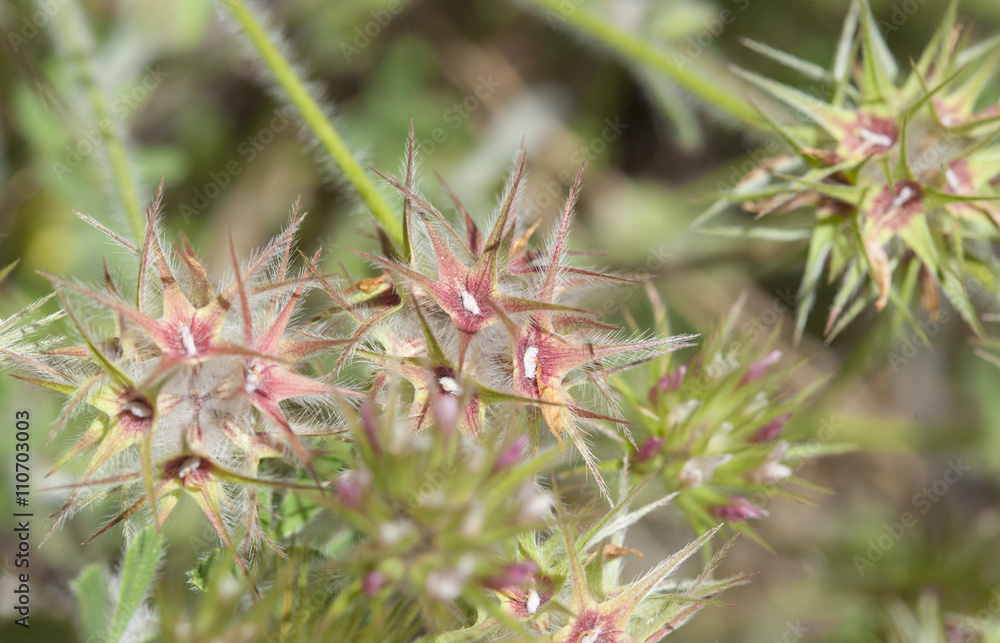 Flora of Gran Canaria - Trifolium stellatum Flora of Gran Canaria - Trifolium stellatum