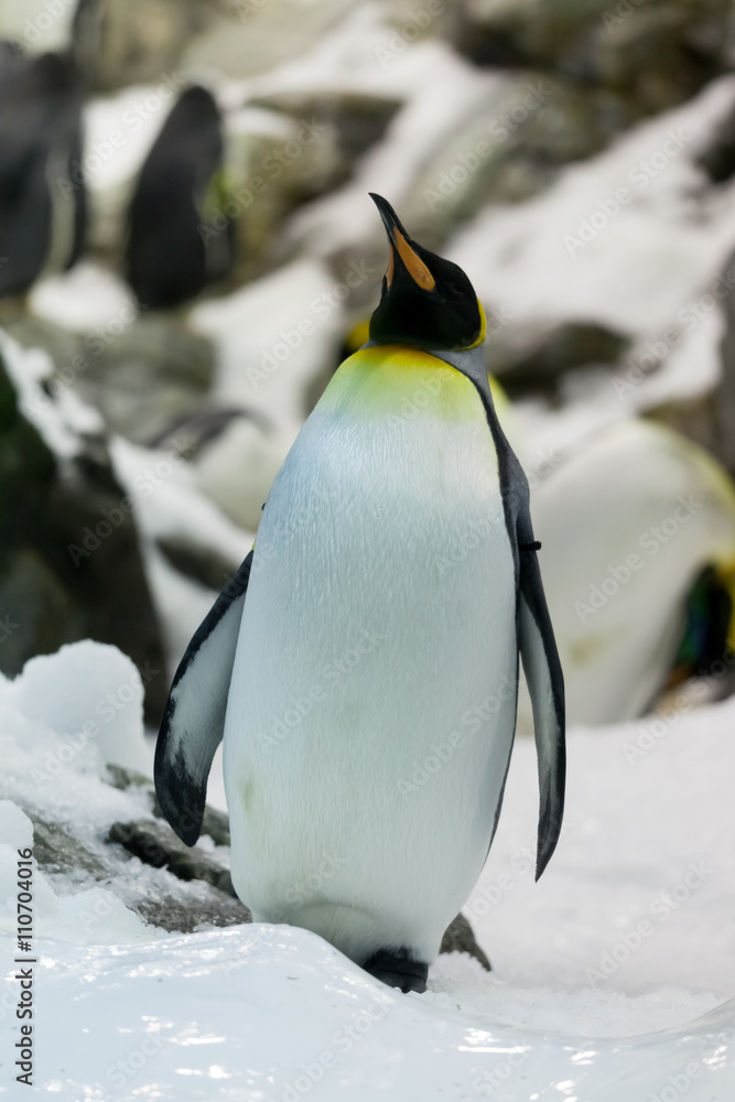 Fototapeta premium Emperor Penguin