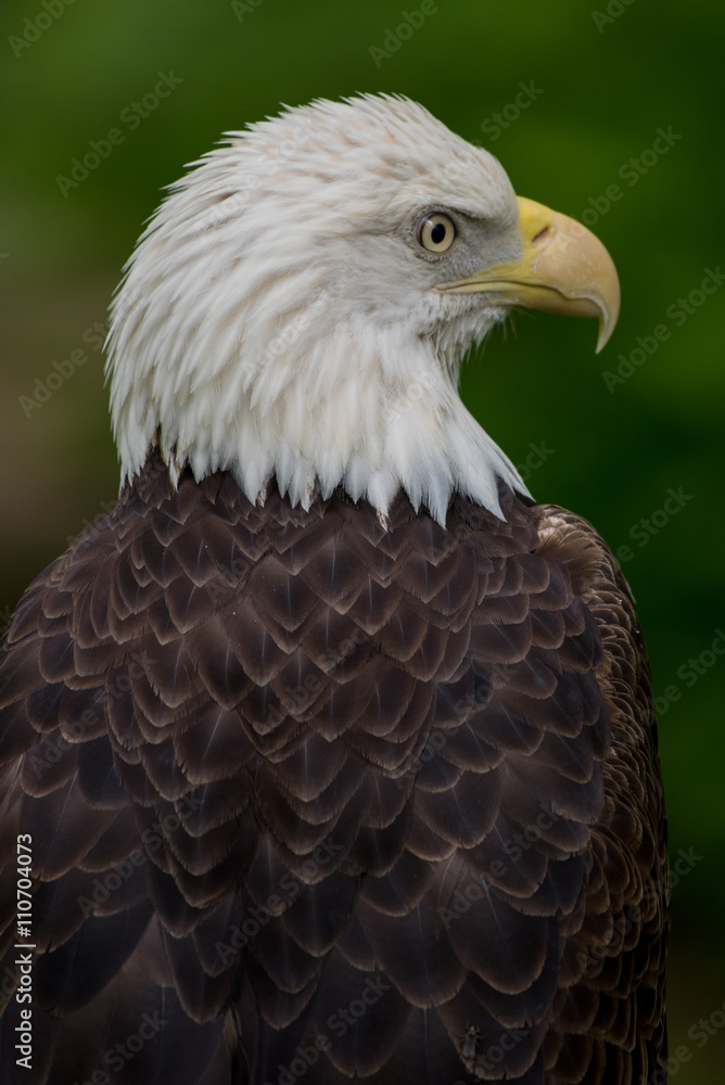 Fototapeta premium Bald Eagle Looking Right Portrait