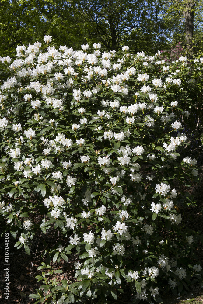 Rhododendron flower. Plant in a public park in Glasgow, Scotland, United Kingdom Rhododendron flower. Plant in a public park in Glasgow, Scotland, United Kingdom