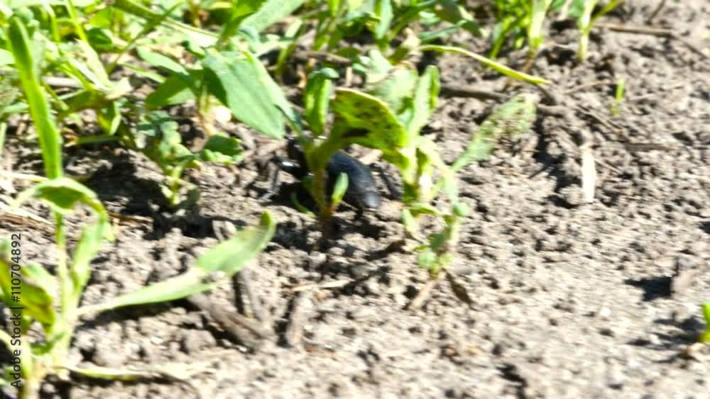 Black Bug, Insects Black beetle crawling on grass Macro Hd Black Bug, Insects Black beetle crawling on grass Macro Hd