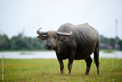 Buffalo