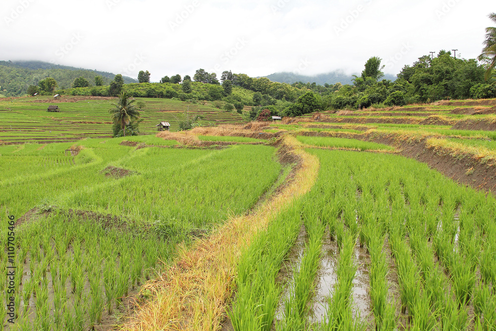 Beautiful landscape of the rice terraces(paddy field) and mountains at Mae-Jam Village , Chaingmai Province in Thailand Beautiful landscape of the rice terraces(paddy field) and mountains at Mae-Jam Village , Chaingmai Province in Thailand