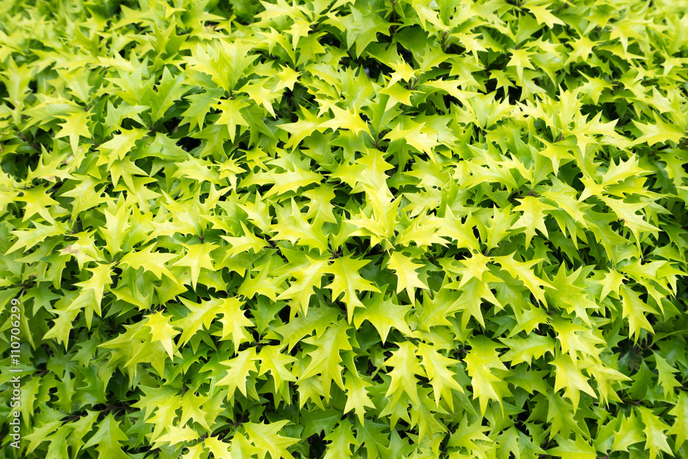 黄緑が爽やかなトゲトゲの葉っぱ 背景素材 Stock 写真 Adobe Stock