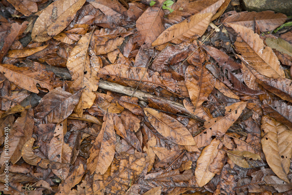 dry leaves of the forest