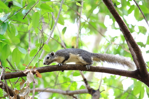 Squirrel Climbing On Green Branch