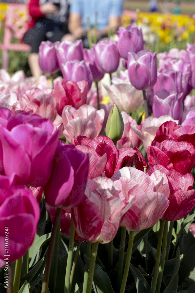 Tulip Farm, Woodburn Oregon Tulip Farm, Woodburn Oregon
